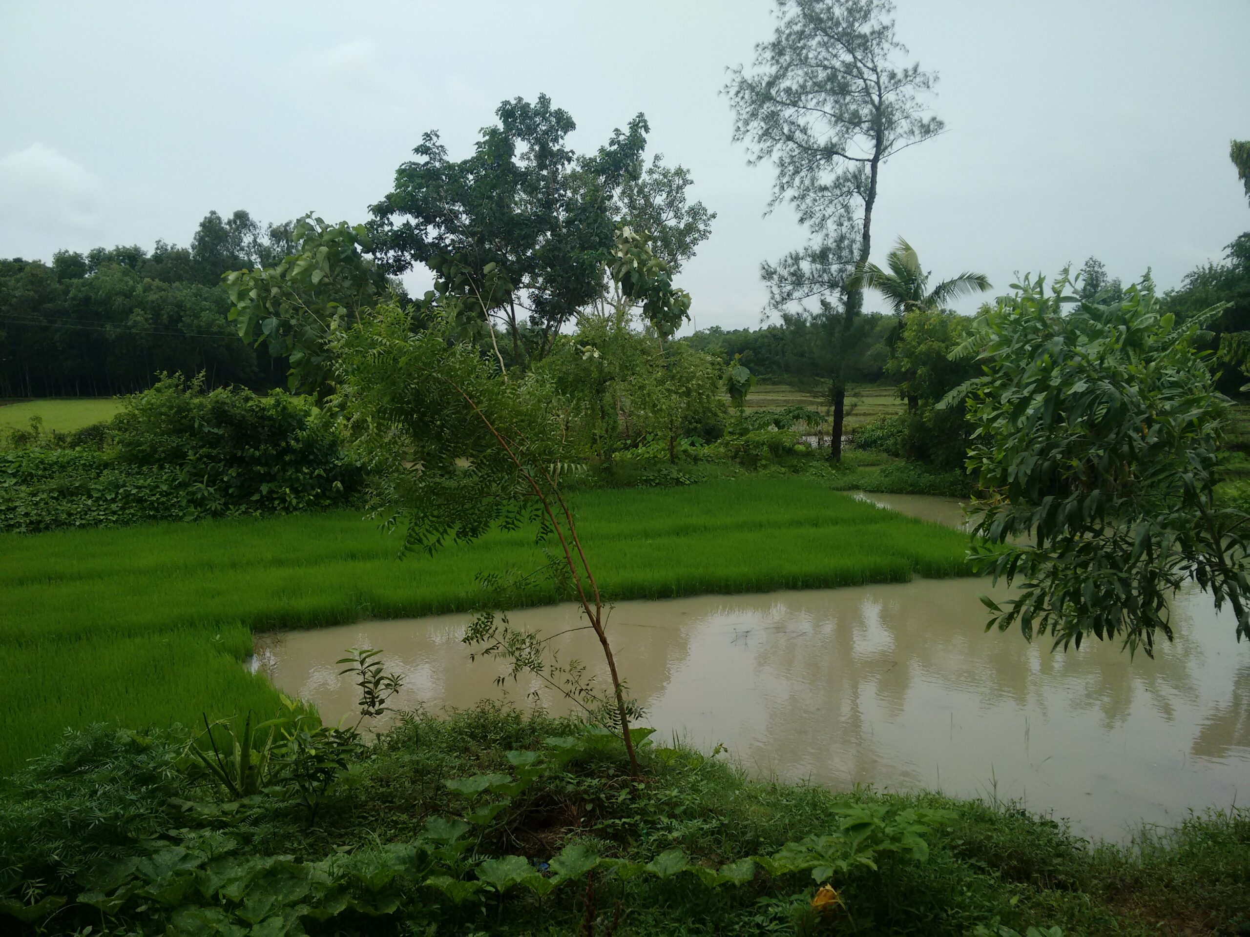 image of a paddy field