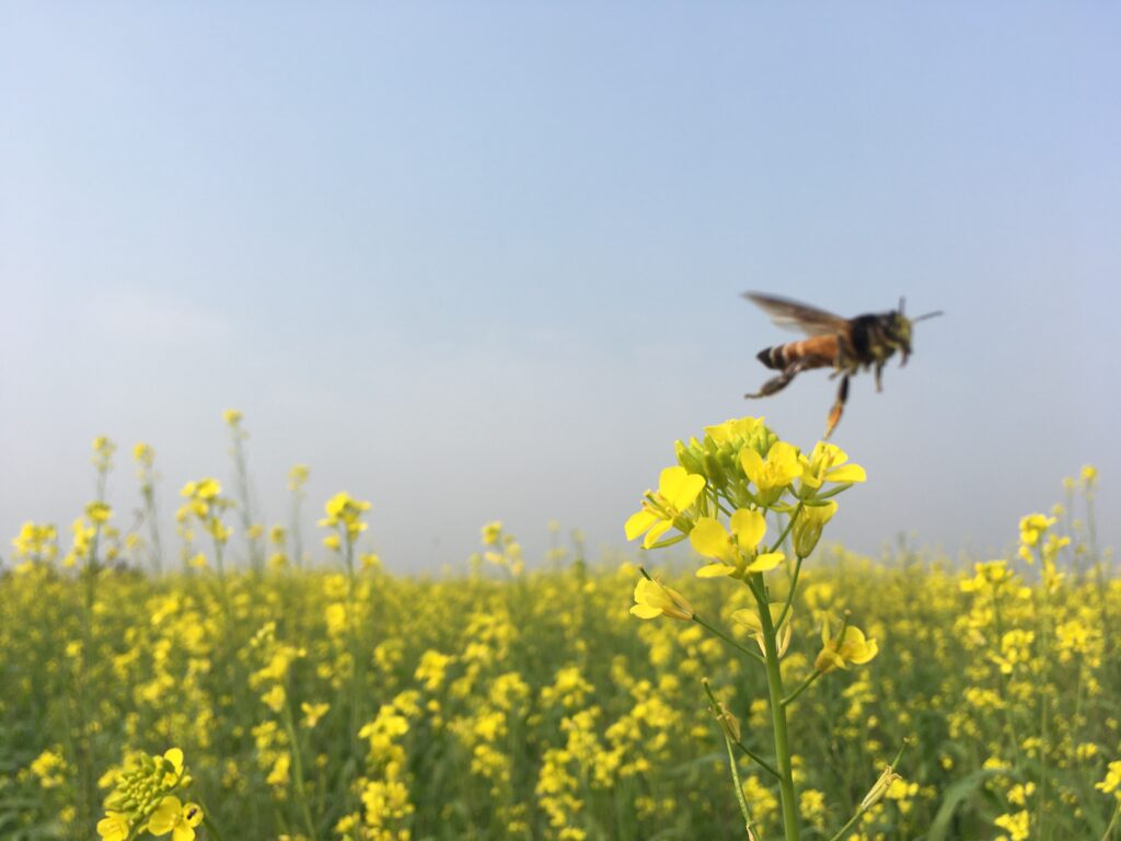 Bonforest 5th post​