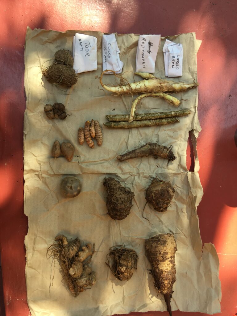 Some tubers that we collected