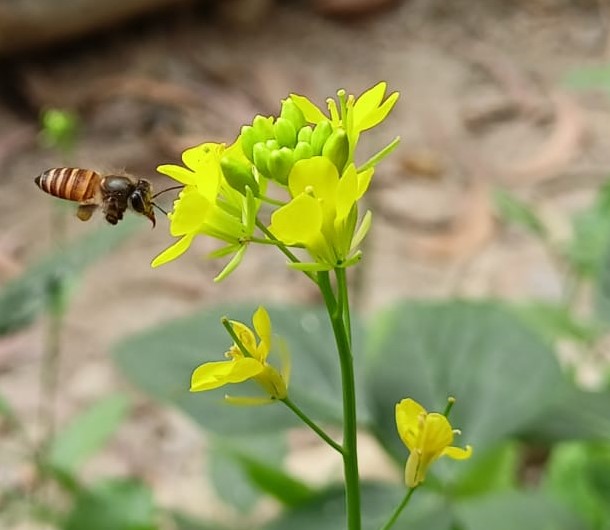 A flying bee is collecting honey from mustard flower