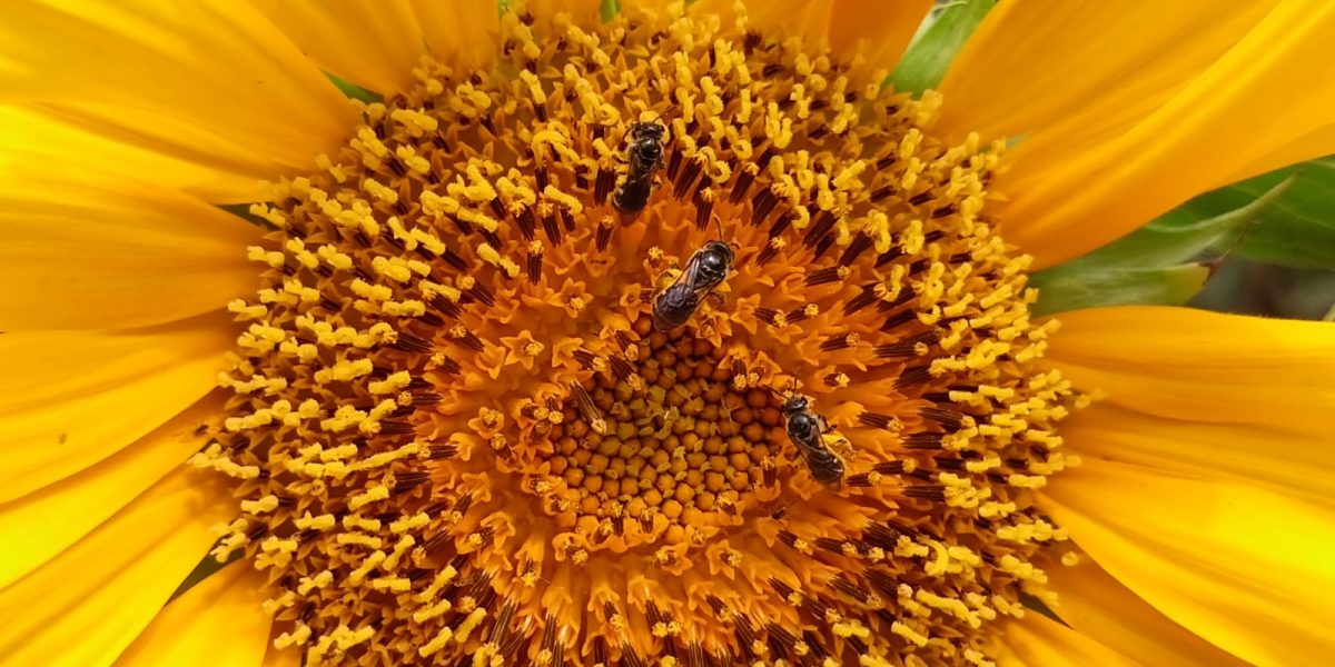 Photo of a sunflower