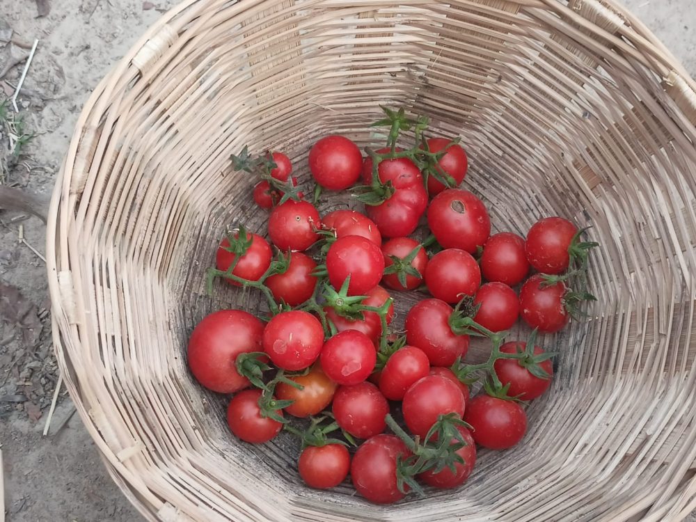 A basket with tomatoes